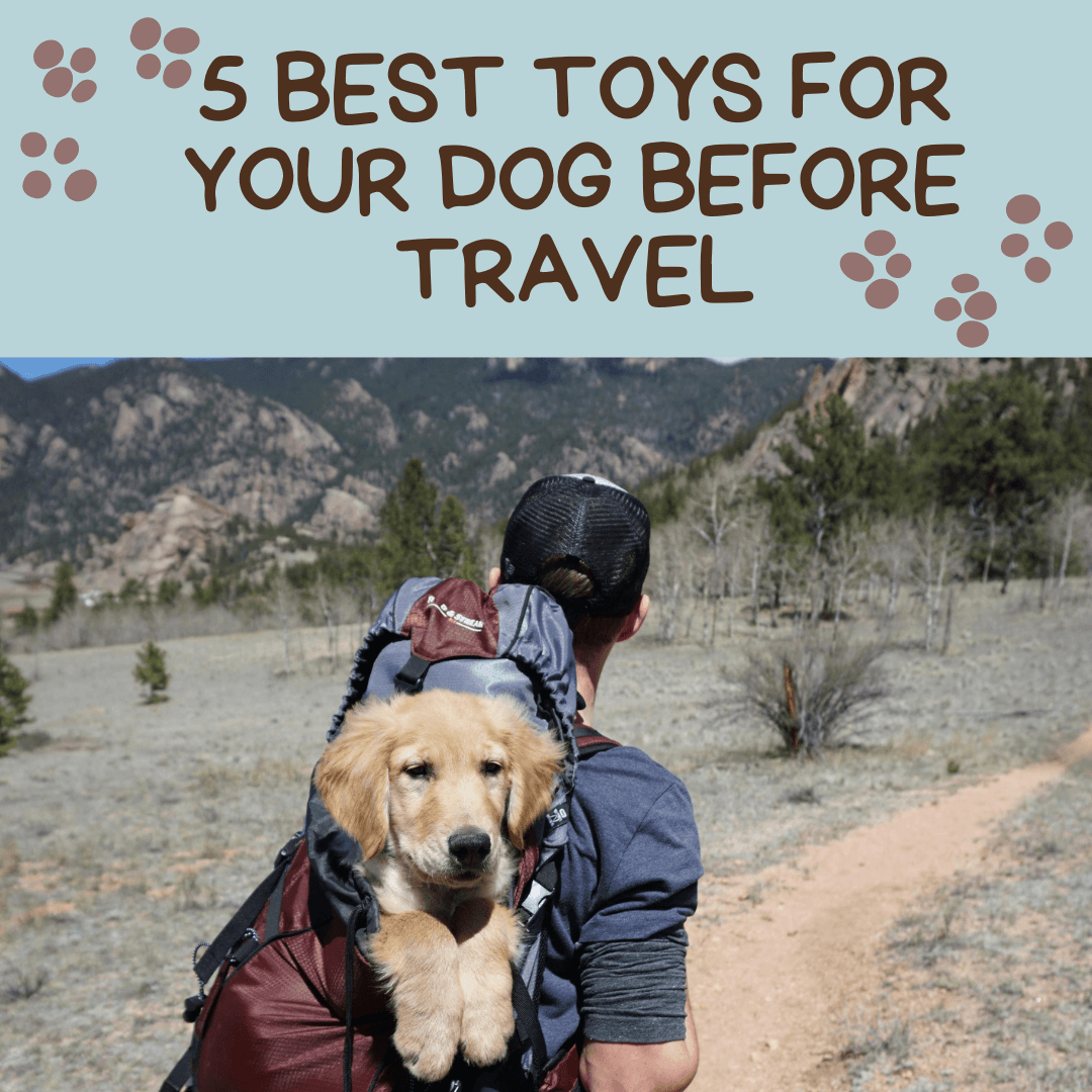 5 Best Toys for Your Dog Before Travel