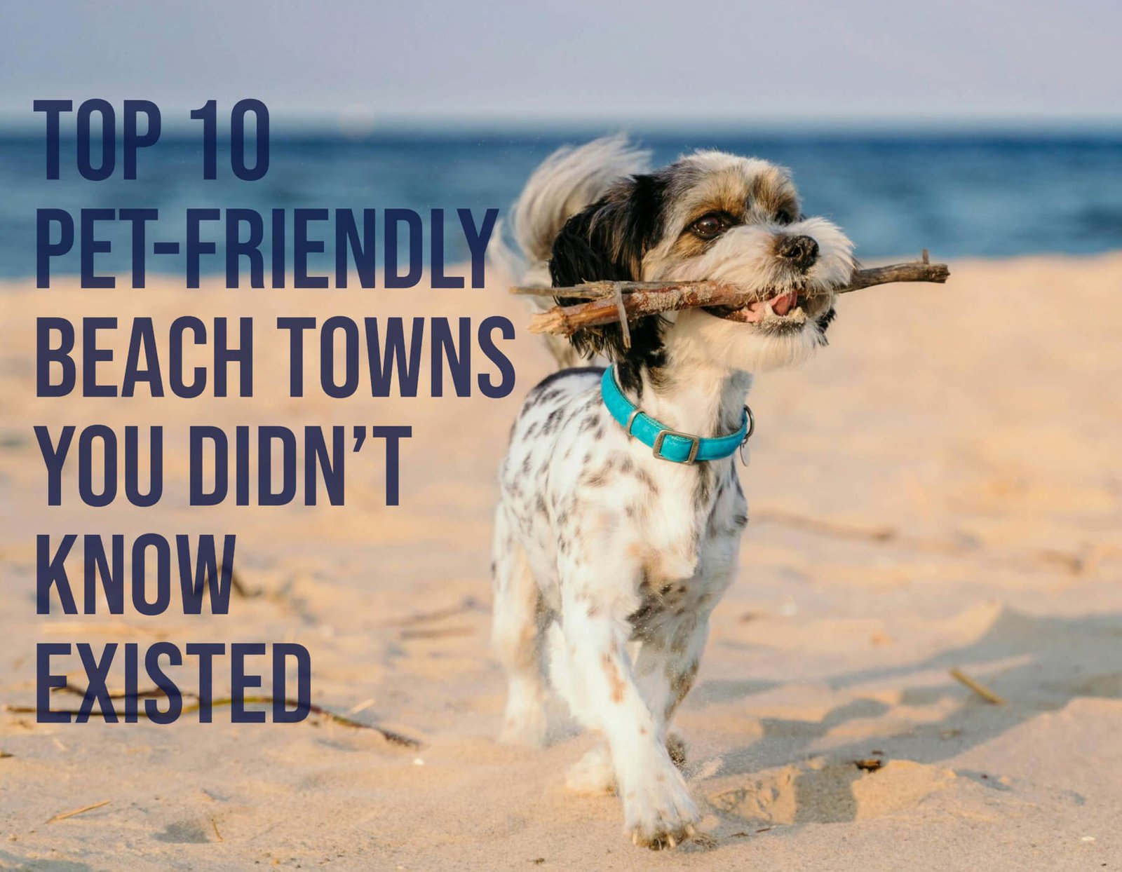 Top-10-Pet-Friendly-Beach-Towns-You-Didnt-Know-Existed