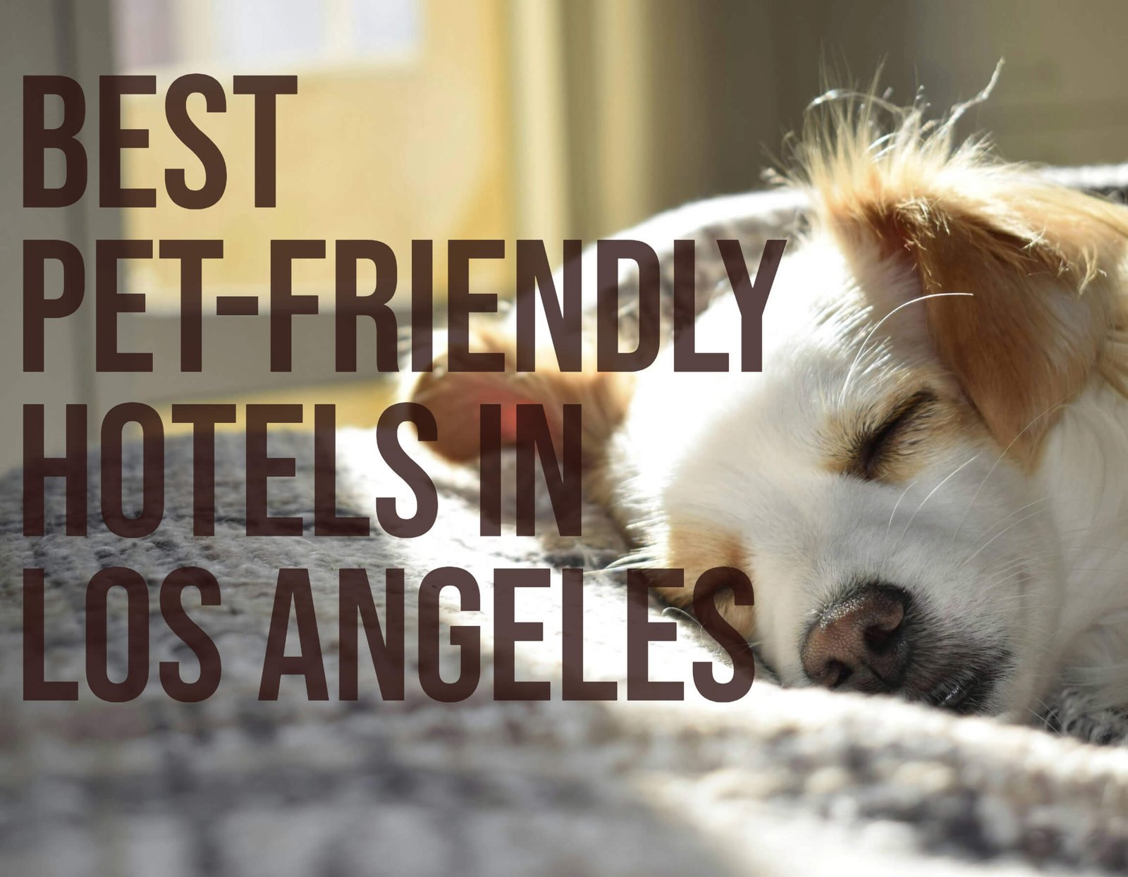 Best Pet-Friendly Hotels in Los Angeles