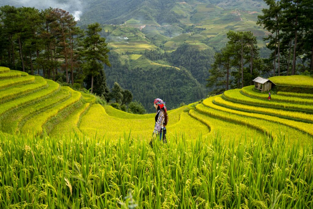 Canggu rice paddies scooter Bali on a budget neighborhood guide